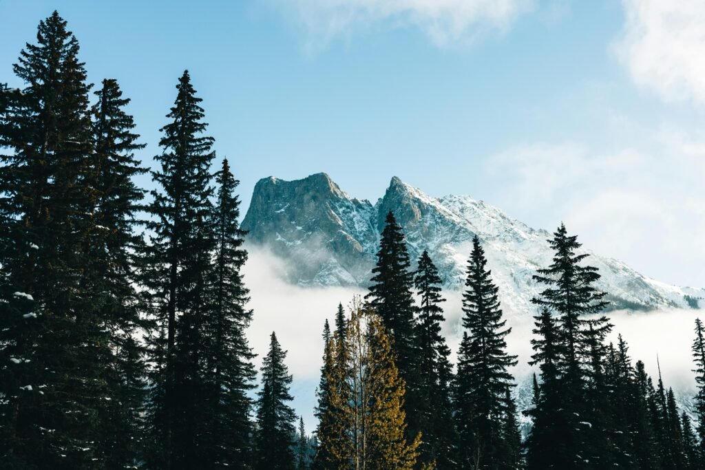 Stunning mountain peaks with fog and coniferous trees in Jasper, Canada.