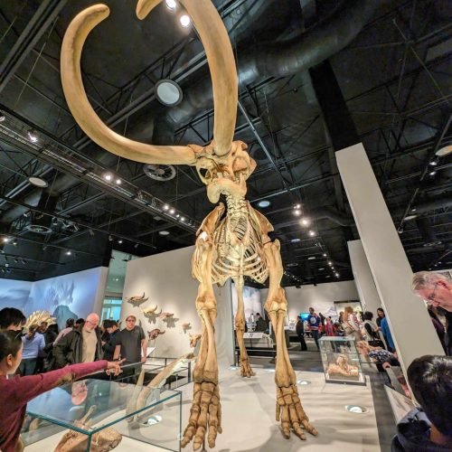 451442480_1009761007073666_3110378044419431396_n Mammoth fossil in Royal Alberta Museum